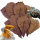 CatNordz Leaves Betta ShriAJLeaves PH Balance Conditionneur d'eau pour aquarium Tortues