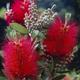 Callistemon citrinus Splendens - Crimson Bottlrbrush - Plant in 3 L Pot