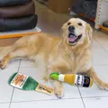 Bouteille de vin en peluche pour chien jouets en peluche en forme d'animal de compagnie jouets à