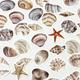 Sea Shell Stickers Pack, 46 Pcs Beach Shells Sticker Set, Summer Journaling Supplies, Holiday Scrapbook Decoration, Nautical Paper Crafts