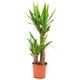 Bloomique - Yucca 'Elephantipes' 2 tigres - Lys palmier par pièce - Plante d'intérieur et pot de
