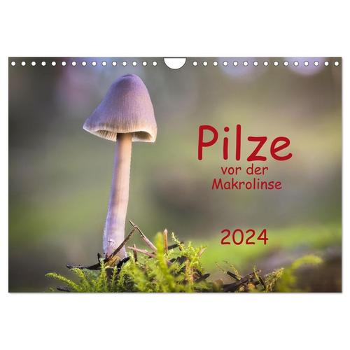 Pilze Vor Der Makrolinse 2024 (Wandkalender 2024 Din A4 Quer), Calvendo Monatskalender