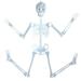 Toys Luminous Tricky Halloween Prop Scary Body Toy 90Cm Skeleton House Novelty Funny Toy Other Multicolor