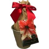 Tin Charisma Amaryllis Growing Kit Deluxe Edition. Includes a Rustic Tin Pot a Large Amaryllis Bulb in a Burlap Bag with a Red Ribbon and Growing M...