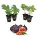 Wekiva Foliage LLC Ischia Fig Tree - 4 Live Starter Plants - Ficus Carica - Edible Fruit Tree for The Patio & Garden | 8 H x 4 D in | Wayfair