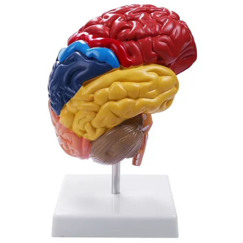 Zerebrale Anatomisches Modell Anatomie 1:1 Halb Gehirn Hirnstamm Lehre Labor Liefert