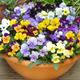 Viola Large Flower Mix Approx. X50 Seeds, Fairy Seeds