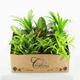 40 - 50cm Houseplant Gift Set (Medium) 12 x 12cm Pots Plants