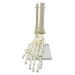 1:1 Human Skeleton Foot Anatomy Model Foot and Ankle with Shank Anatomical Model Anatomy Teaching Resources