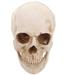 Simulation Resin Lifesize 1:1 Human Skull Model Medical Anatomical Tracing Teaching Skeleton Halloween Decoration Statue