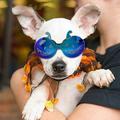 Grofry Halloween Dog Goggles Pet Glasses Windproof Anti-fog Cool Pumpkin Lenses Comfortable Frame with Adjustable Straps Dog UV Protection Sunglasses