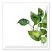 Four Hands Art Studio 'Pothos I by Jess Engle - Picture Frame Graphic Art Print on Paper in Black | 60 H x 60 W x 2.5 D in | Wayfair