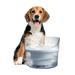 Zeus Fresh & Clear Fountain Automatic Water Dish Plastic (affordable option) | 6.9 H x 8.6 W x 8.6 D in | Wayfair 91410