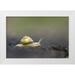 Luhm Gary 14x11 White Modern Wood Framed Museum Art Print Titled - Washington State Grove Snail or Brown-lipped snail and invasive species from Europe Kirkland