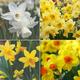 Thompson & Morgan 120 x Narcissus (Daffodil) Dwarf Collection Bulbs