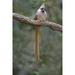 Kenya Speckled mousebird sits on tree limb by Joanne Williams (24 x 36)