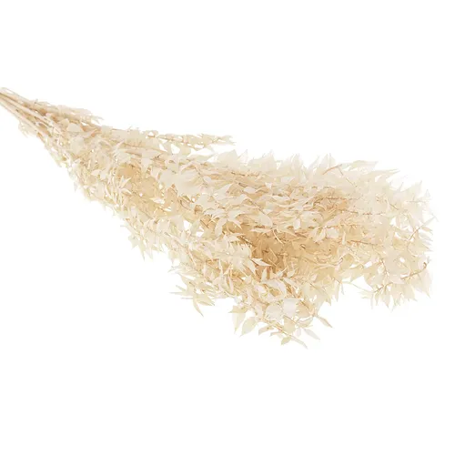 Fragon faux-houx, blanchi
