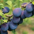 Damson Plum 'Merryweather'