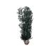 biOrb 46097.0 Sea Fan Medium Black Aquariums 3 x 3 x 14.2 inches