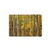 Millwood Pines Antwanett Quaking Aspen Trees In Autumn, Santa Fe National Forest Near Santa Fe | 16 H x 24 W x 0.25 D in | Wayfair