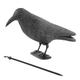 Crow Decoy Full Bodied Realistic Hunting Prop and Bird Scarer - KCT