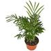 Areca Palm (Golden Cane Palm) - 4 from
