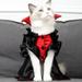 BeforeyaynHalloween Pet Clothes Cats Spooky Costumes Cats Dresses Pet Party Vampires Crossdressing Cats Clothes For Cats Weighing 8.82 To 16.53 Pound