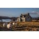 Puzzles 1000 Pieces Sheep Around Abandoned Houses On The Lost Isle Of Lewis Scotland 75 * 50Cm