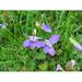 Violet Viola Wild Flower Purple Spring Plant - Laminated Poster Print - 20 Inch by 30 Inch with Bright Colors and Vivid Imagery