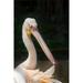 Great White Pelican Rosy Pelican Pelican - Laminated Poster Print - 20 Inch by 30 Inch with Bright Colors and Vivid Imagery