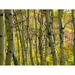 Forest Nature Fall Tree Trunk Autumn Trees Aspen - Laminated Poster Print - 20 Inch by 30 Inch with Bright Colors and Vivid Imagery