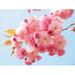 Japanese Cherry Smell Bloom Blossom Cherry Blossom - Laminated Poster Print - 20 Inch by 30 Inch with Bright Colors and Vivid Imagery