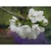 Flowering Branch Cherry White Flowers - Laminated Poster Print - 20 Inch by 30 Inch with Bright Colors and Vivid Imagery