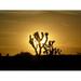 Horizon Joshua Sunset National Park Tree Shadow - Laminated Poster Print -12 Inch by 18 Inch with Bright Colors and Vivid Imagery