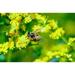 Yellow Flower Daisy Yellow Macro Bee Flower - Laminated Poster Print - 20 Inch by 30 Inch with Bright Colors and Vivid Imagery