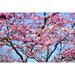 Japanese Cherry Blossom Cherry Blossom Bloom Smell - Laminated Poster Print - 12 Inch by 18 Inch with Bright Colors and Vivid Imagery