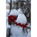 Frost Berries Cold Winter Wintry Winter Magic - Laminated Poster Print -12 Inch by 18 Inch with Bright Colors and Vivid Imagery