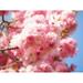 Bloom Smell Japanese Cherry Blossom Cherry Blossom - Laminated Poster Print - 12 Inch by 18 Inch with Bright Colors and Vivid Imagery