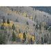 Santa Foliage Fe Autumn Santa Fe Yellow Forest - Laminated Poster Print - 12 Inch by 18 Inch with Bright Colors and Vivid Imagery