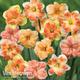 Thompson & Morgan 10 x Daffodil Rainbow Butterfly Mix Bulbs