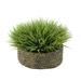 Primrue 8" Artificial Grass in Basket Plastic/Wicker/Rattan in Gray | 13 H x 20 W x 20 D in | Wayfair 2A1B9BBB793E4F1FB855BCDBB554A899