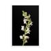 Latitude Run® NAT-2118-framed White Snapdragons Floral Nature Photo Framed Wall Art Print Framed On Paper Print in Black/Green | Wayfair