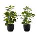 Artificial Plant, 14" Tall, Ficus, Indoor, Faux, Fake, Table, Greenery, Potted, Set Of 2, Decorative, Green Leaves, Black Pots