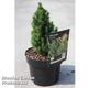 Picea glauca 'Piccolo'