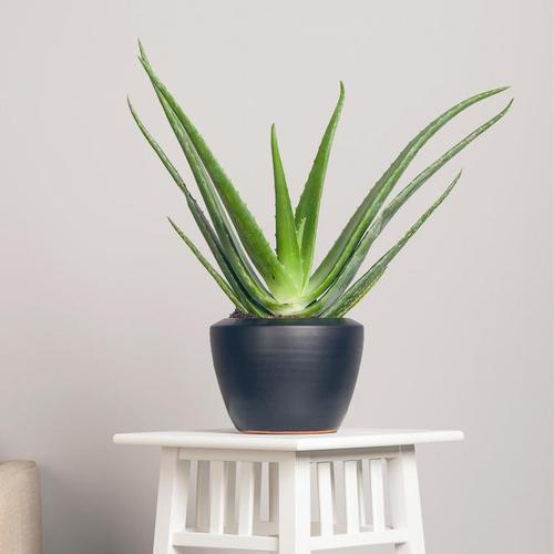 Aloe Vera, Höhe ca. 15-20 cm