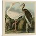 ARTCANVAS White Ibis Canvas Art Print by John James Audubon - Size: 12 x 12 (0.75 Deep)