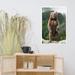 Millwood Pines Big Standing Brown Bear Mountain Top Animal Wildlife Photograph Framed Wall Art Framed On Paper Print in White | Wayfair