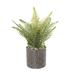 Primrue Swartz 15.55" Faux Foliage Plant in Pot Ceramic/Plastic | 15.55 H x 10.4 W x 10.3 D in | Wayfair 90F3E95AD627400AA8A48E40B3BCDBB9