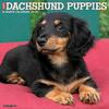 Just Dachshund Puppies 2024 Wall Calendar, 12" L X 12" W, Large, 12 IN