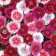 Verve Dianthus Collection